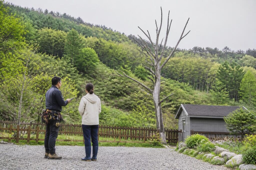 강원특별자치도 고사목 제거 작업 범위와 현장 조건 이미지