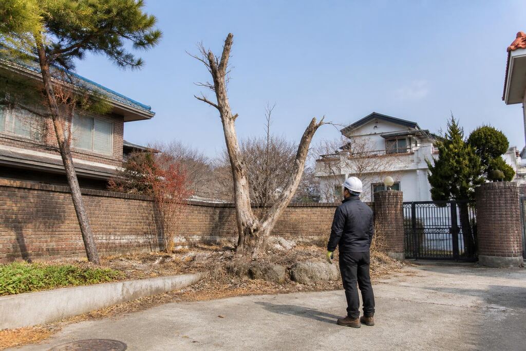 충북 고사목 제거 작업 범위와 현장 조건 이미지