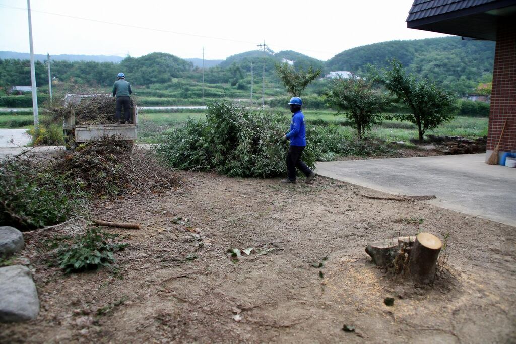 충남 고사목 제거 비용과 업체 비교 정보 이미지
