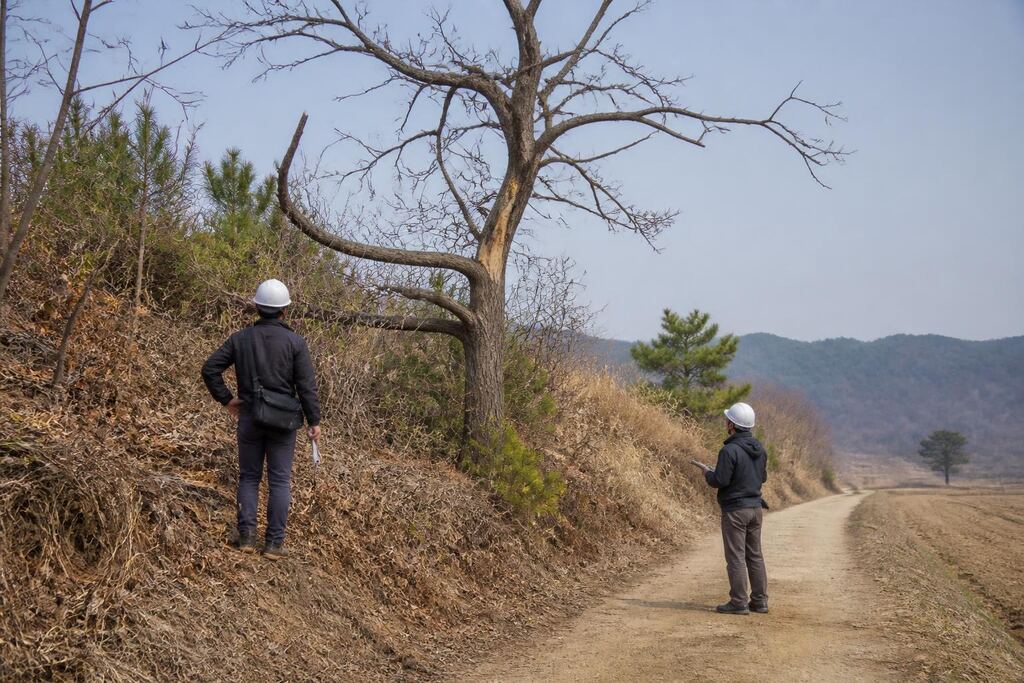 전북특별자치도 고사목 제거 작업 범위와 현장 조건 이미지