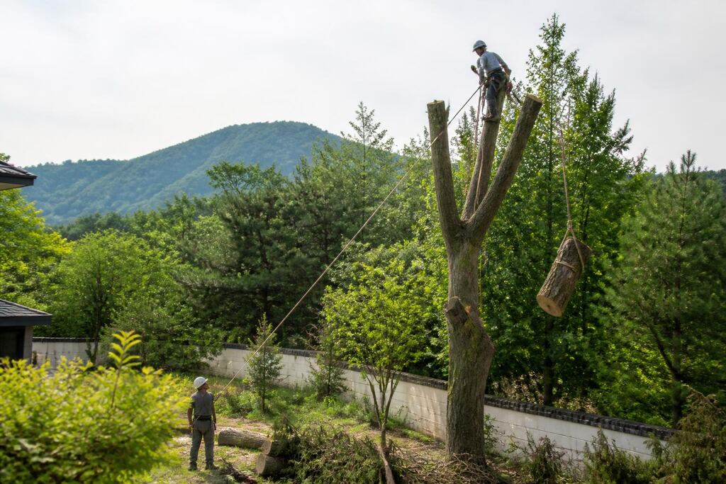 경남 고사목 제거 작업 범위와 현장 조건 이미지