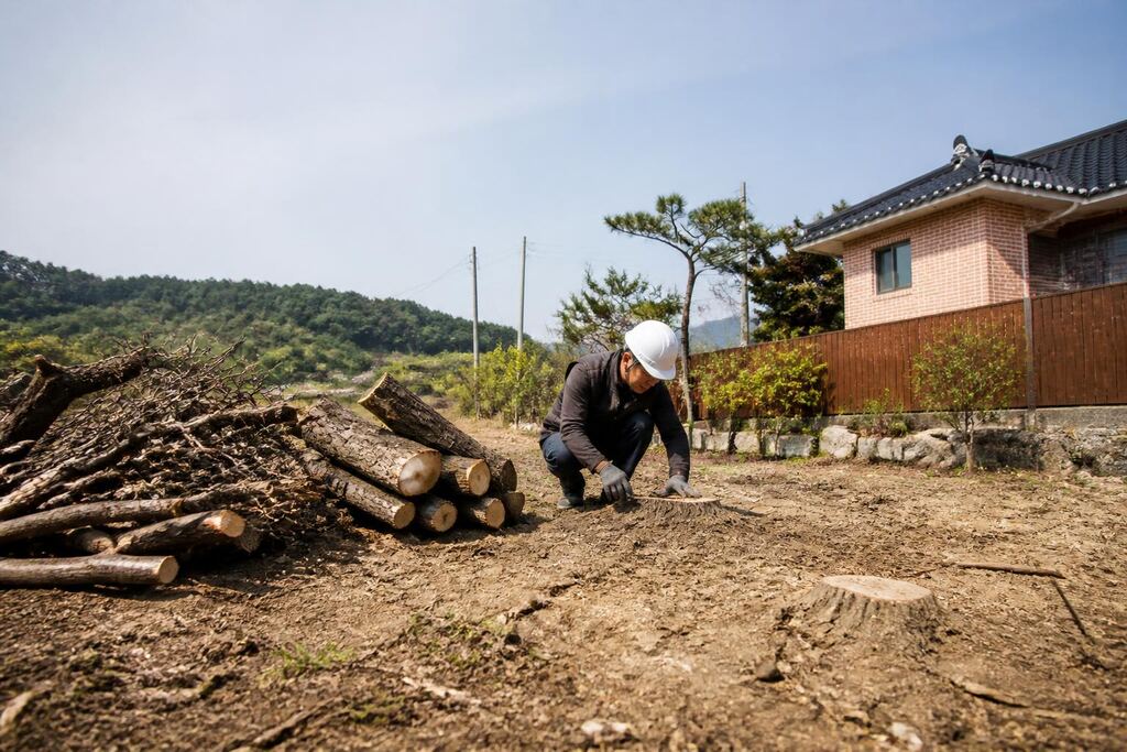 경남 고사목 제거 비용과 업체 비교 정보 이미지