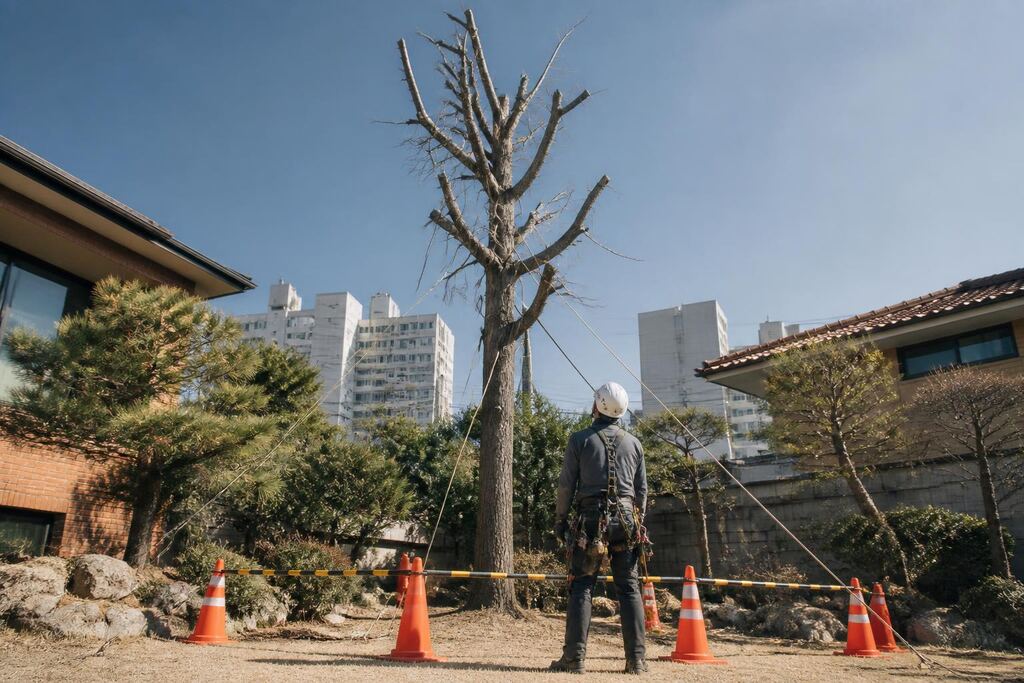 대구 고사목 제거 이미지