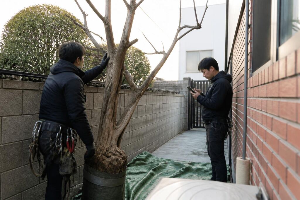 대구 고사목 제거 작업 범위와 현장 조건 이미지