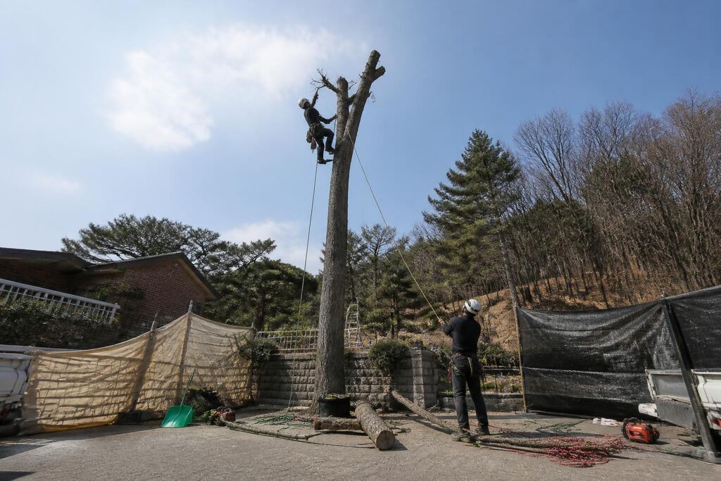 대전 고사목 제거 작업 범위와 현장 조건 이미지