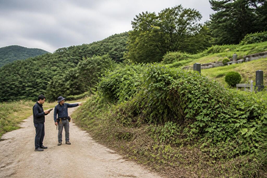 대구 묘지 주변 정리 작업 범위와 현장 조건 이미지