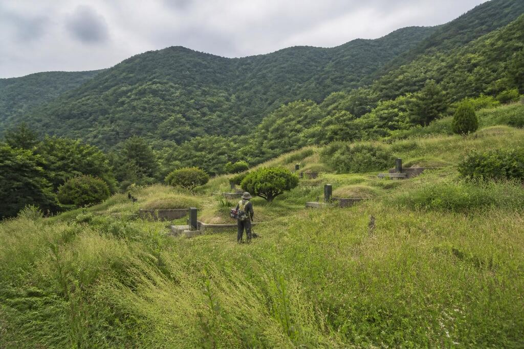 세종특별자치시 벌초 이미지