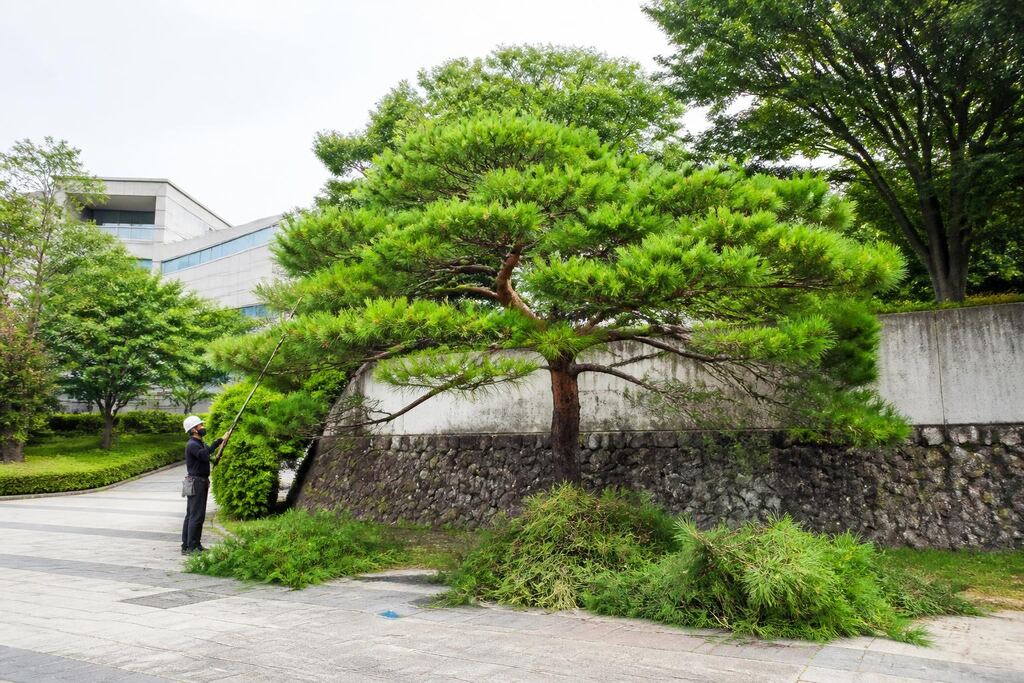 충남 수목 정리 작업 범위와 현장 조건 이미지