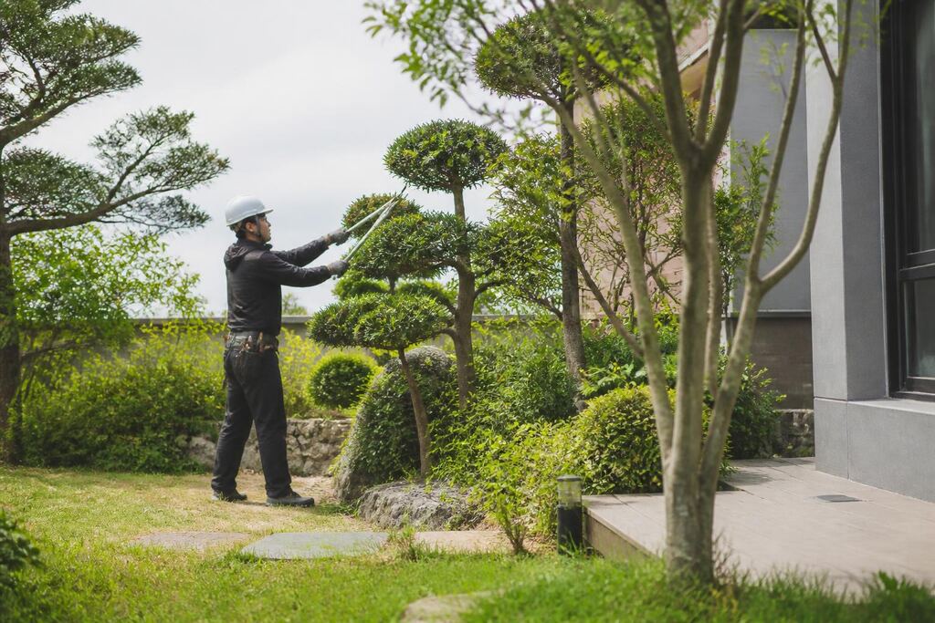대구 수목 정리 작업 범위와 현장 조건 이미지