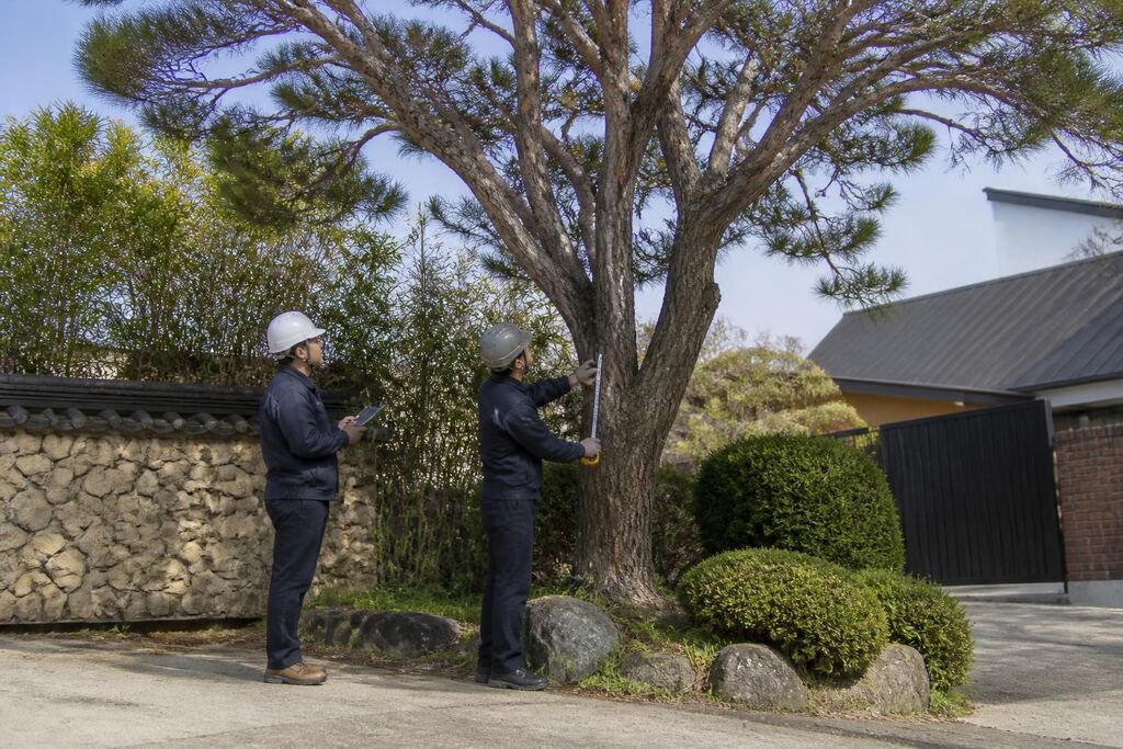 경북 나무 전지·전정 작업 범위와 현장 조건 이미지