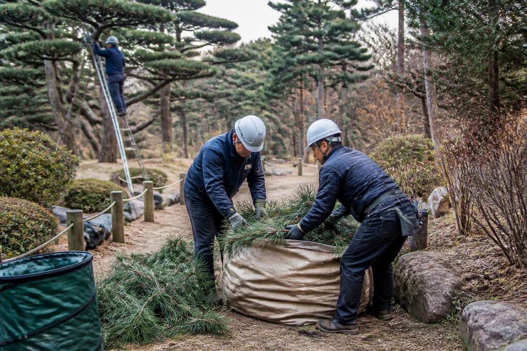 전남광주통합특별시 나무 전지·전정 비용과 업체 비교 정보 이미지
