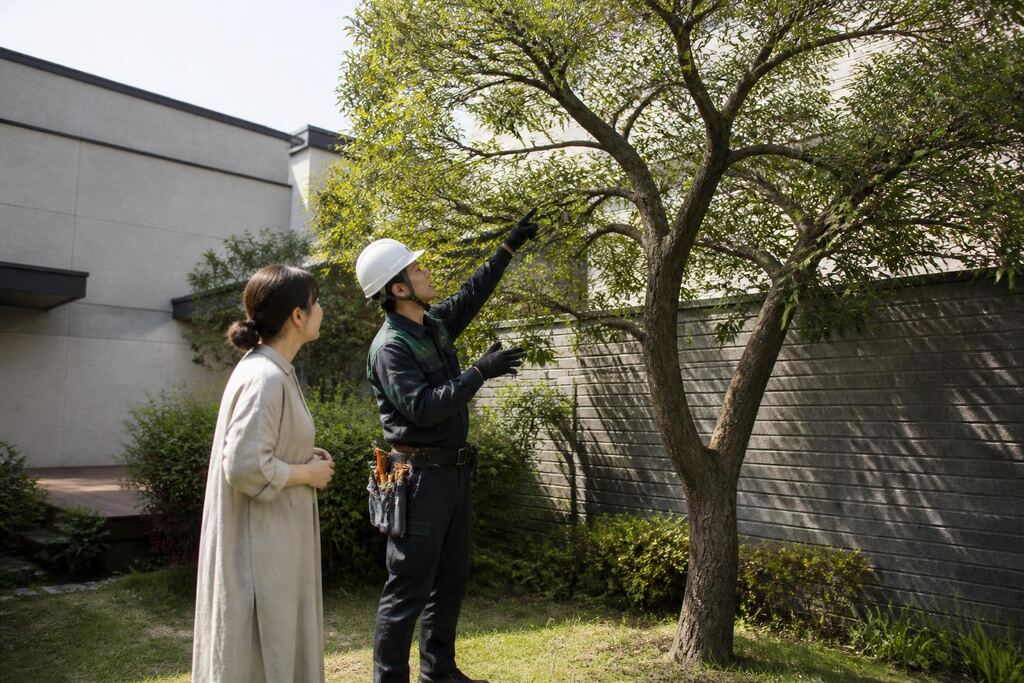 울산 나무 전지·전정 이미지