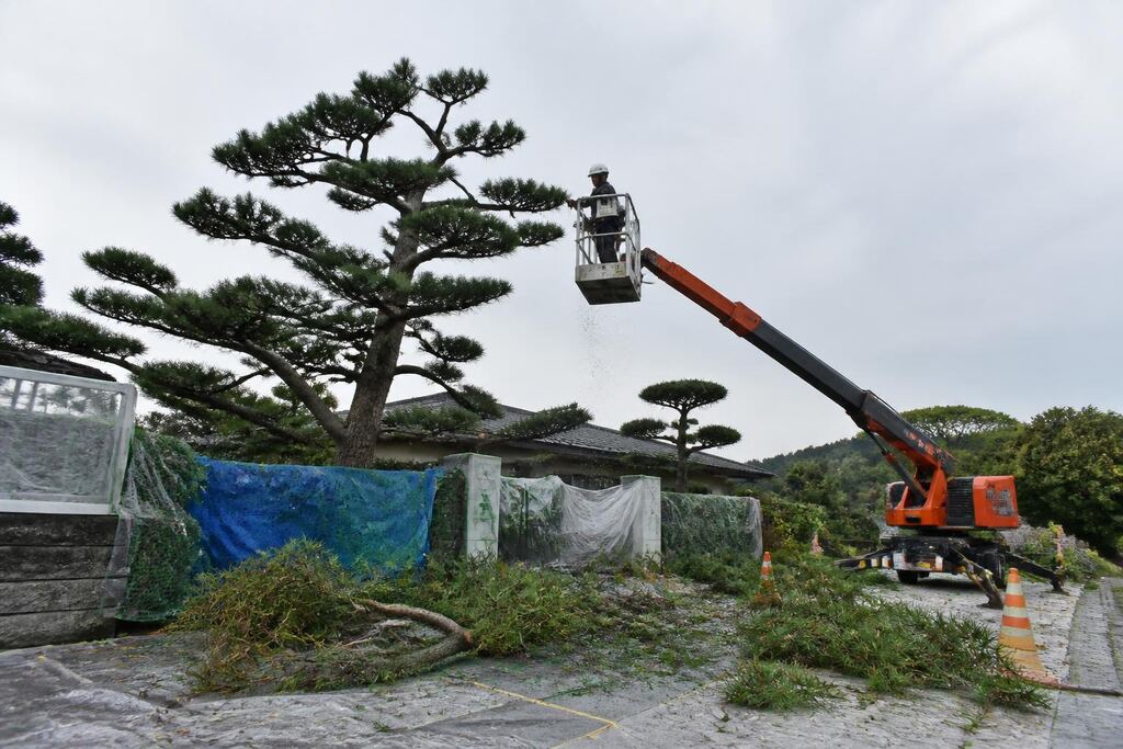 울산 나무 전지·전정 작업 범위와 현장 조건 이미지