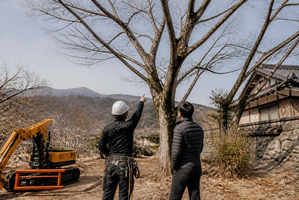 강원특별자치도 나무 제거·벌목 이미지