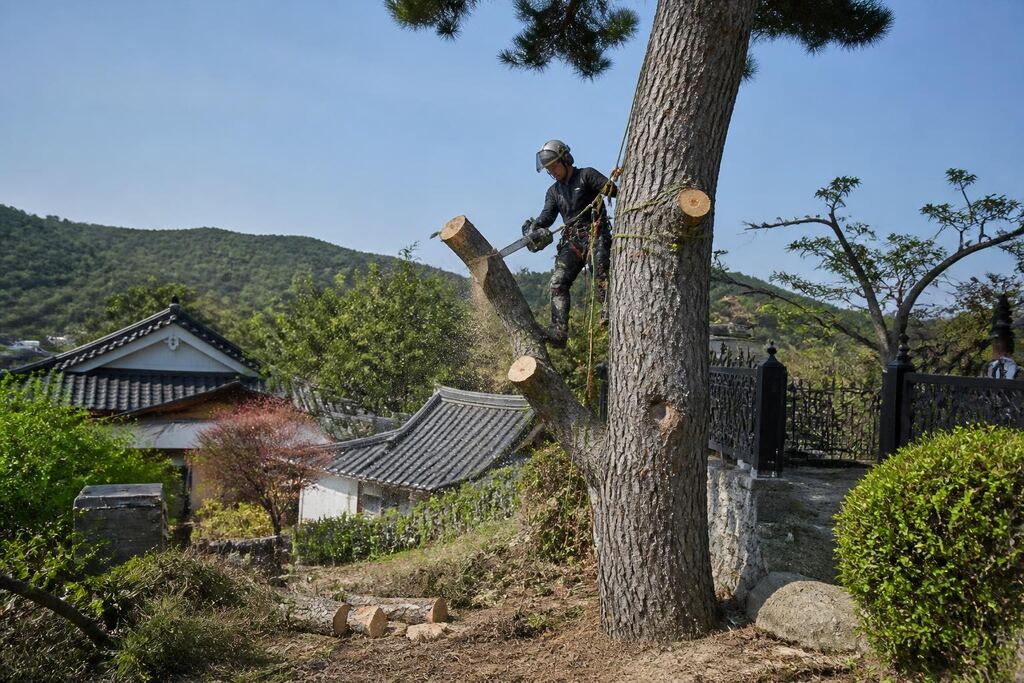 강원특별자치도 나무 제거·벌목 작업 범위와 현장 조건 이미지