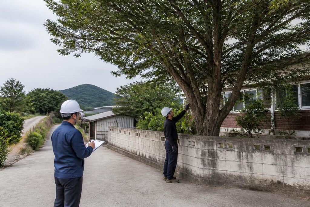 충북 나무 제거·벌목 작업 범위와 현장 조건 이미지