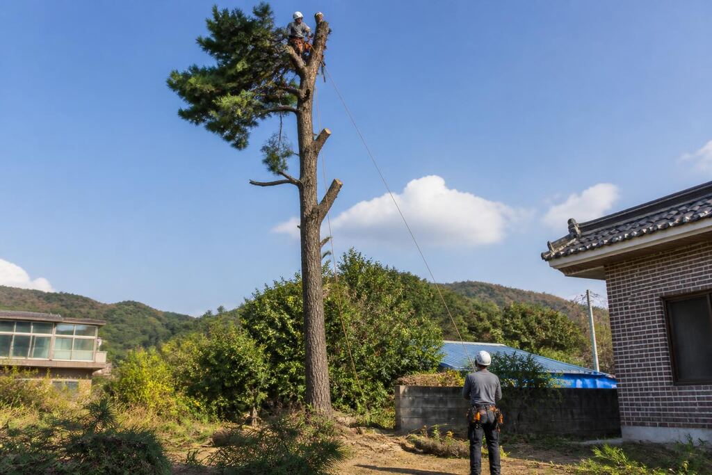 전북특별자치도 나무 제거·벌목 작업 범위와 현장 조건 이미지
