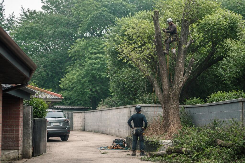 경북 나무 제거·벌목 작업 범위와 현장 조건 이미지