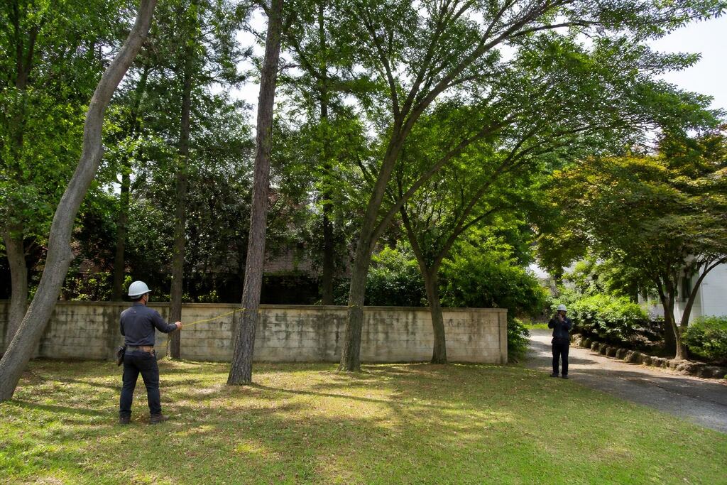 전남광주통합특별시 나무 제거·벌목 작업 범위와 현장 조건 이미지