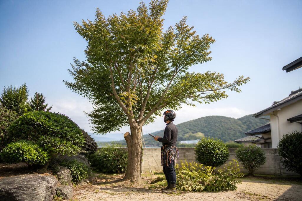 부산 나무 제거·벌목 이미지