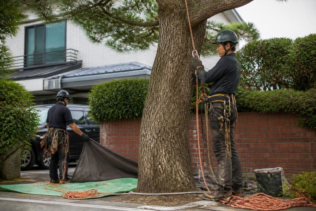 대구 나무 제거·벌목 작업 범위와 현장 조건 이미지