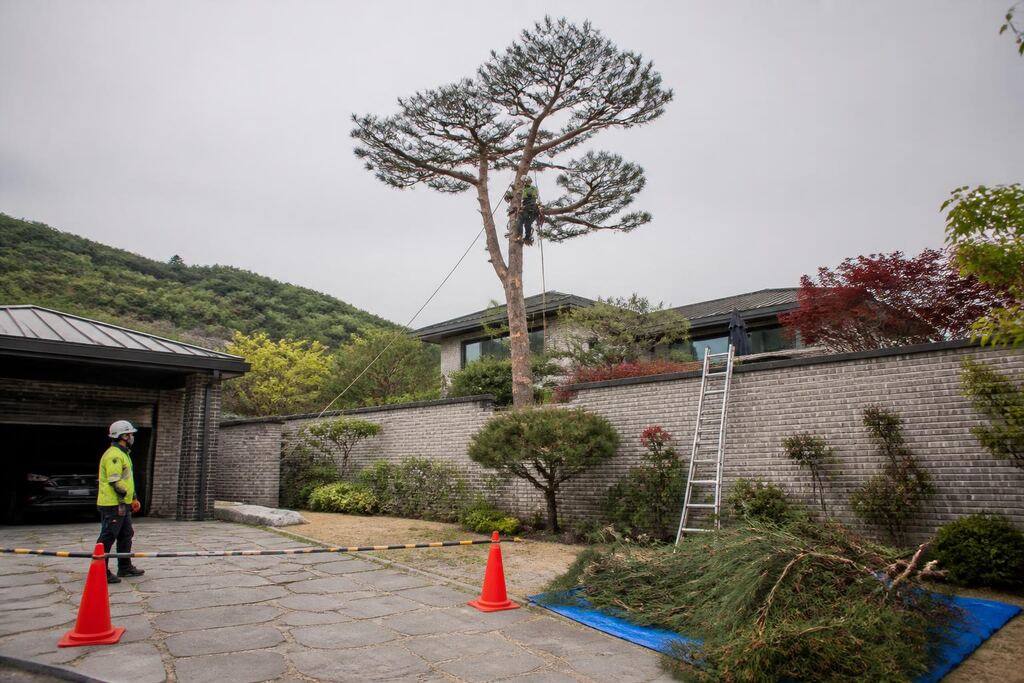 세종특별자치시 나무 제거·벌목 작업 범위와 현장 조건 이미지