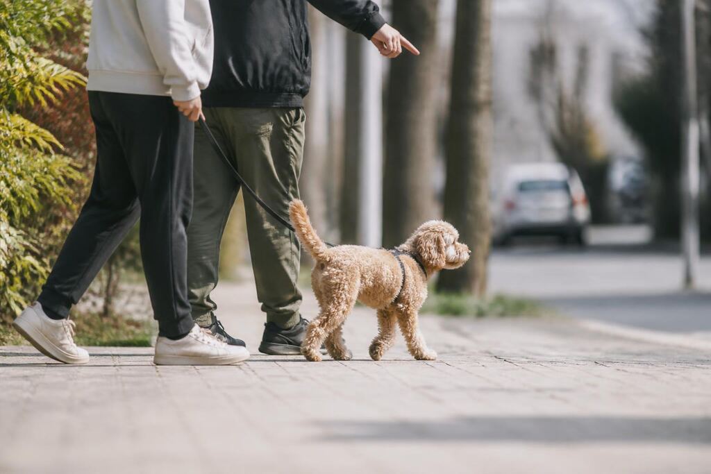 대전 기본 훈련 비용과 업체 비교 정보 이미지