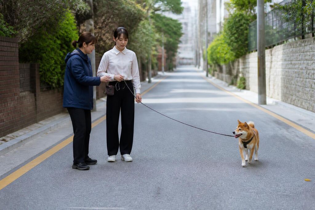 전남광주통합특별시 행동교정 비용과 업체 비교 정보 이미지