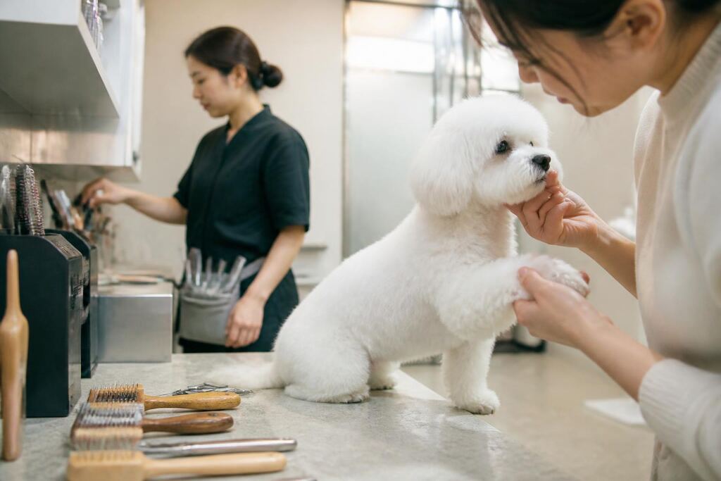 서울 반려동물 미용 비용과 업체 비교 정보 이미지