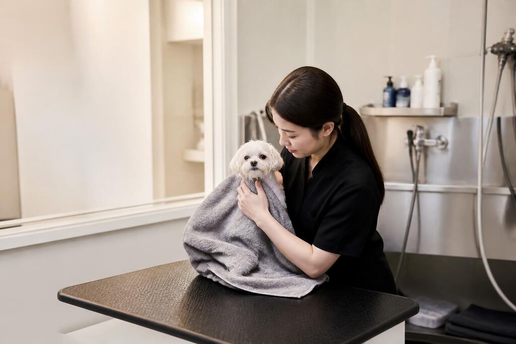 충북 반려동물 미용 비용과 업체 비교 정보 이미지