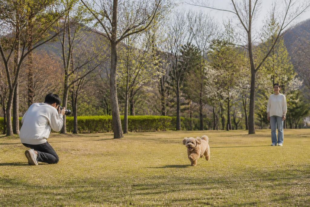 울산 반려동물 촬영 비용과 업체 비교 정보 이미지