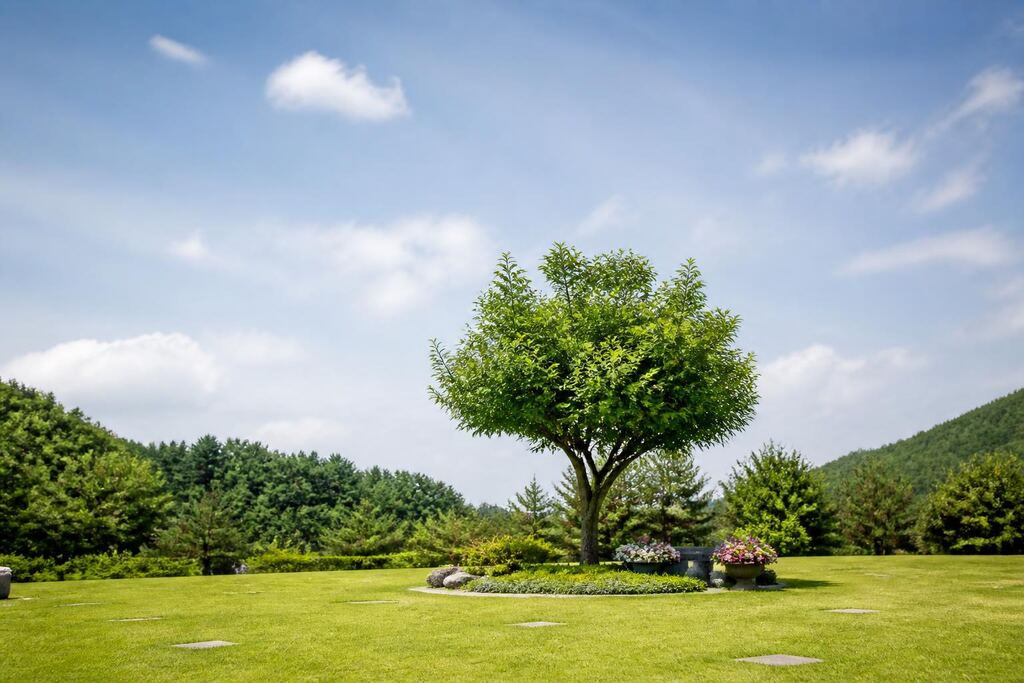 충남 수목장 이미지