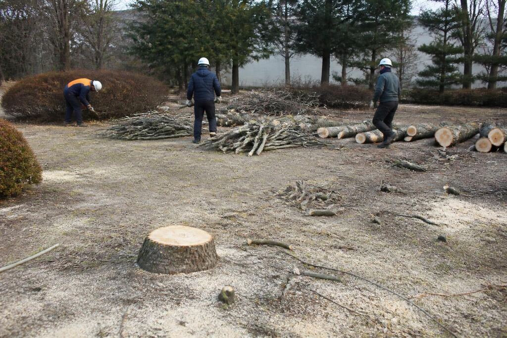 서울 중구 고사목 제거 비용과 업체 비교 정보 이미지