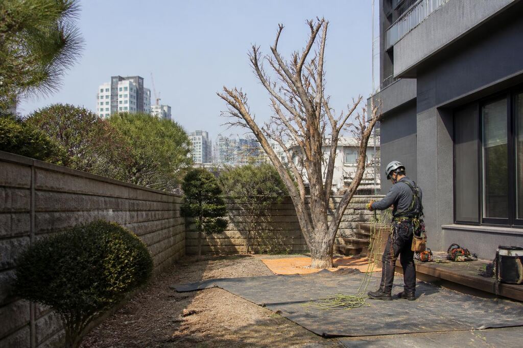 서울 용산구 고사목 제거 작업 범위와 현장 조건 이미지