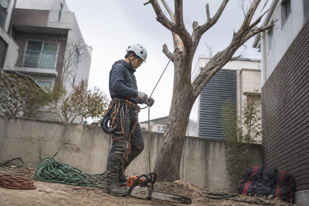 서울 성동구 고사목 제거 이미지