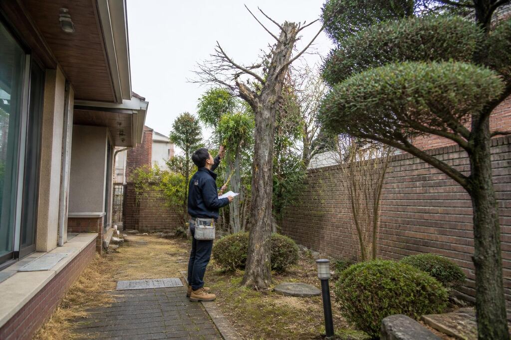 서울 성동구 고사목 제거 작업 범위와 현장 조건 이미지
