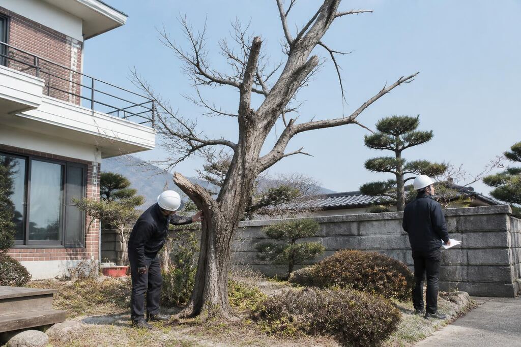 서울 동대문구 고사목 제거 작업 범위와 현장 조건 이미지