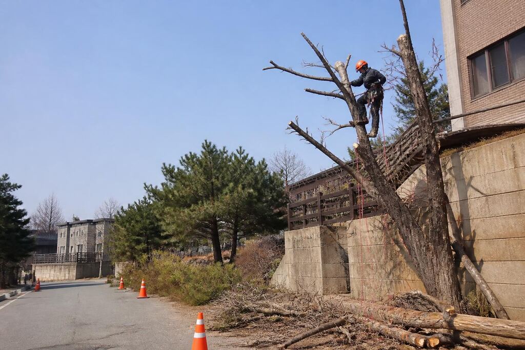 서울 중랑구 고사목 제거 작업 범위와 현장 조건 이미지