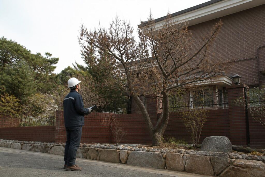 서울 성북구 고사목 제거 이미지