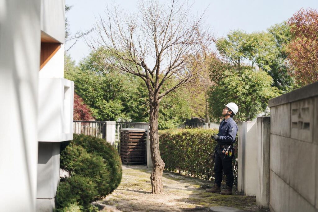 서울 서대문구 고사목 제거 이미지