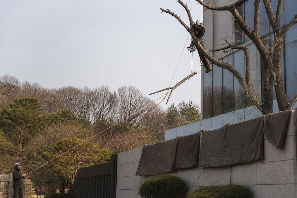 서울 서대문구 고사목 제거 작업 범위와 현장 조건 이미지