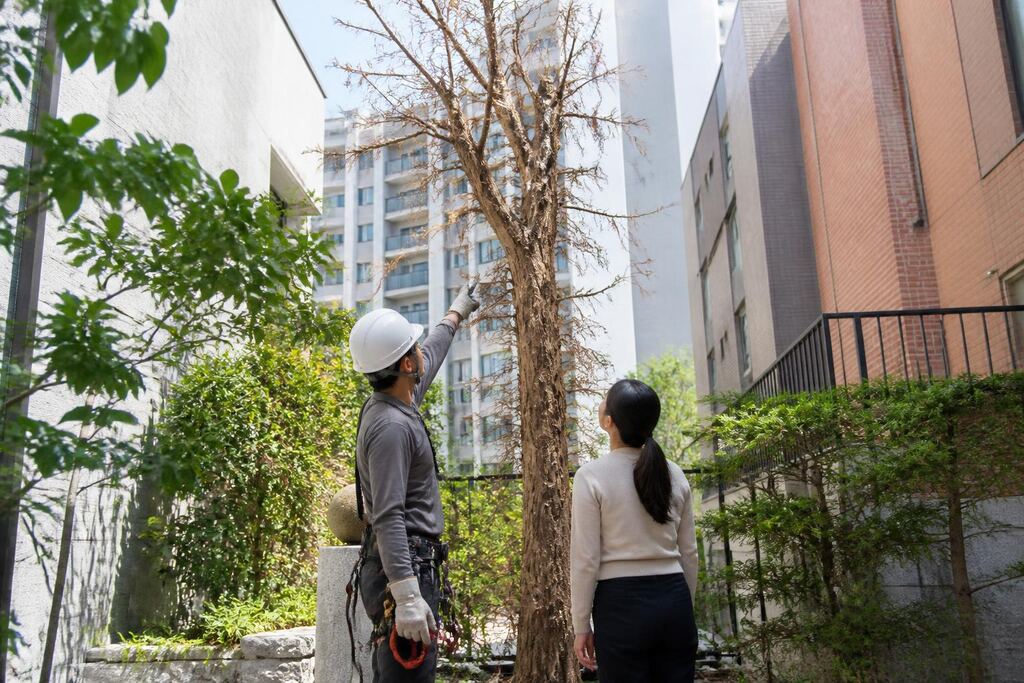 서울 마포구 고사목 제거 이미지
