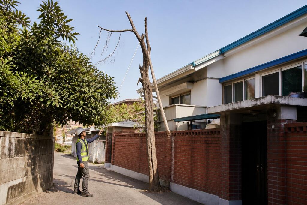 서울 금천구 고사목 제거 작업 범위와 현장 조건 이미지