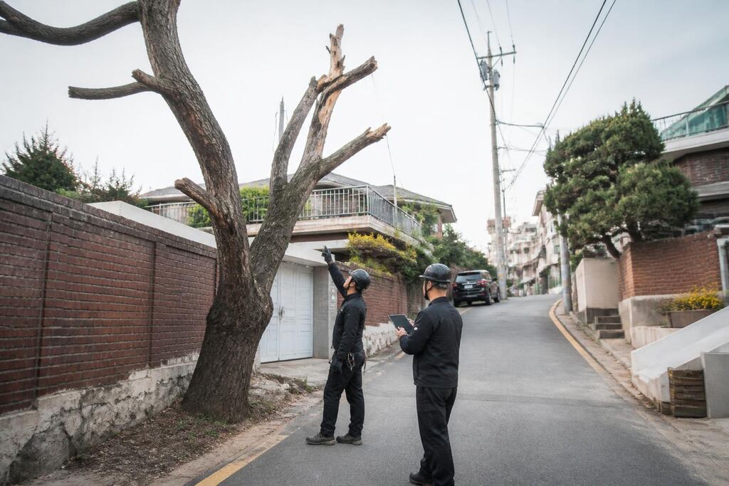 서울 관악구 고사목 제거 작업 범위와 현장 조건 이미지