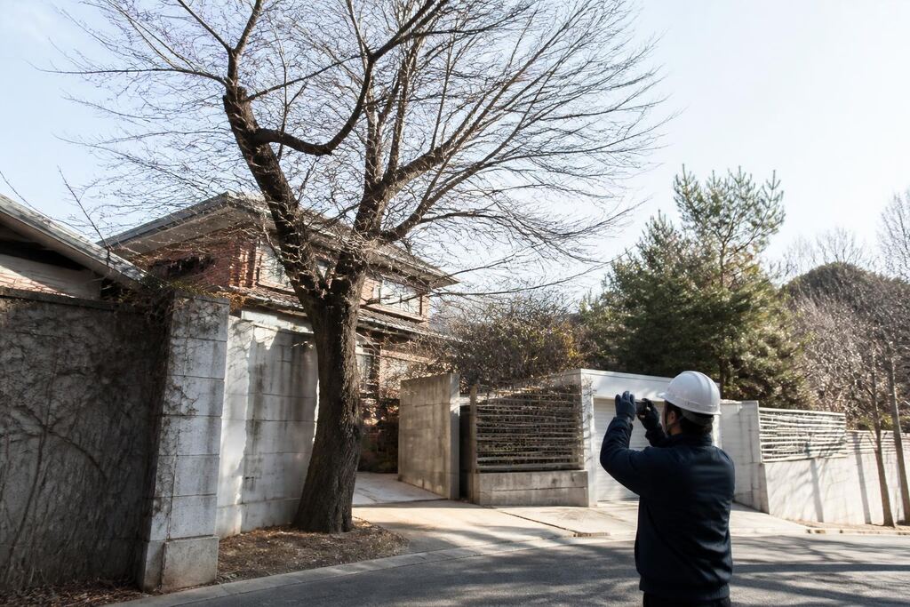 서울 서초구 고사목 제거 작업 범위와 현장 조건 이미지