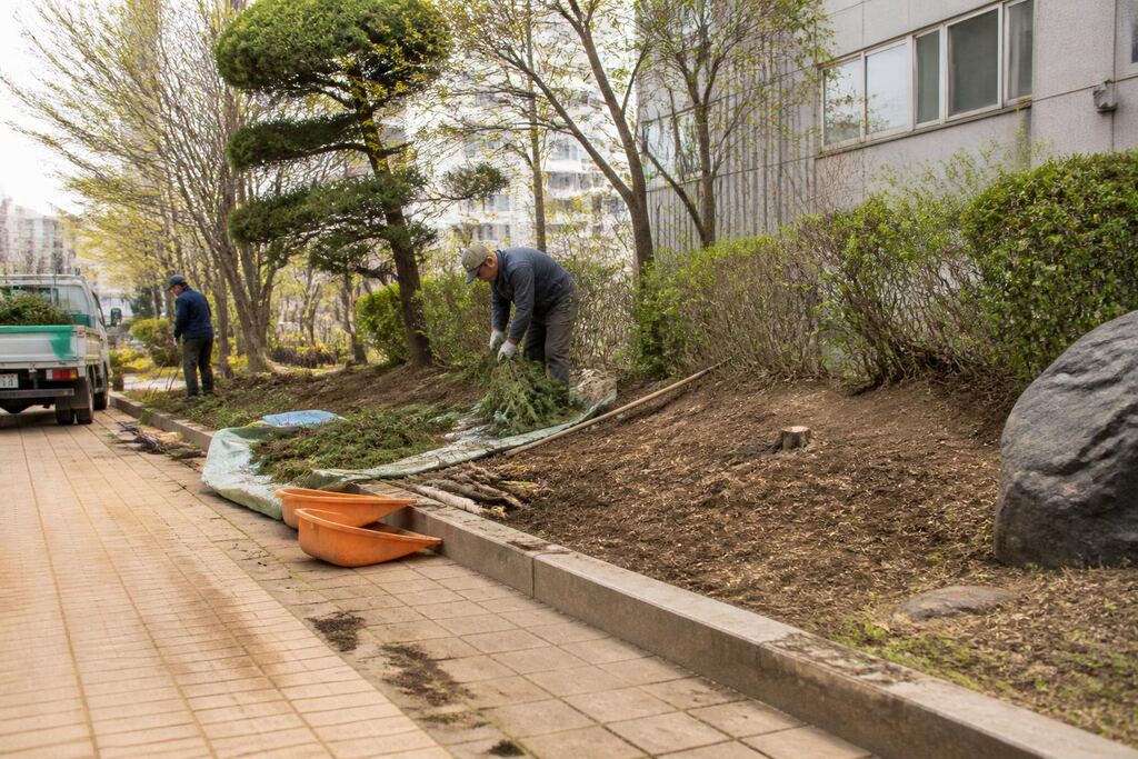 서울 강남구 고사목 제거 비용과 업체 비교 정보 이미지