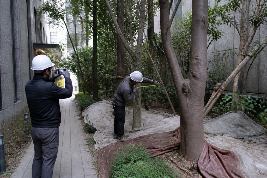 서울 마포구 수목 정리 작업 범위와 현장 조건 이미지