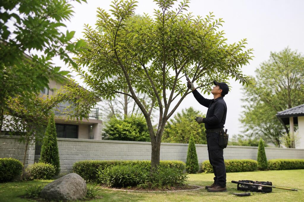 서울 강서구 수목 정리 이미지