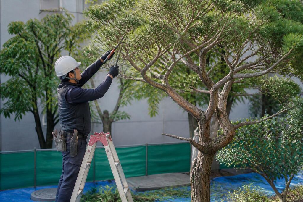서울 관악구 수목 정리 작업 범위와 현장 조건 이미지