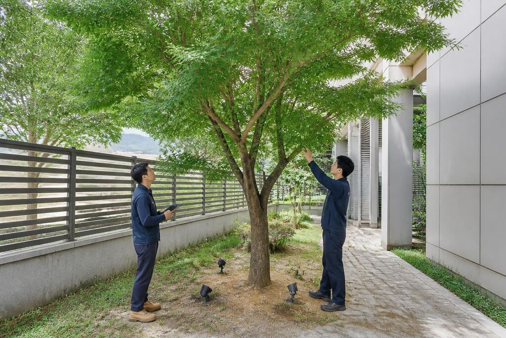 서울 중구 나무 전지·전정 작업 범위와 현장 조건 이미지